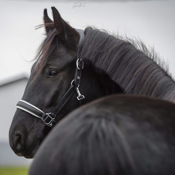 Licou Autruche Noir sur Blanc