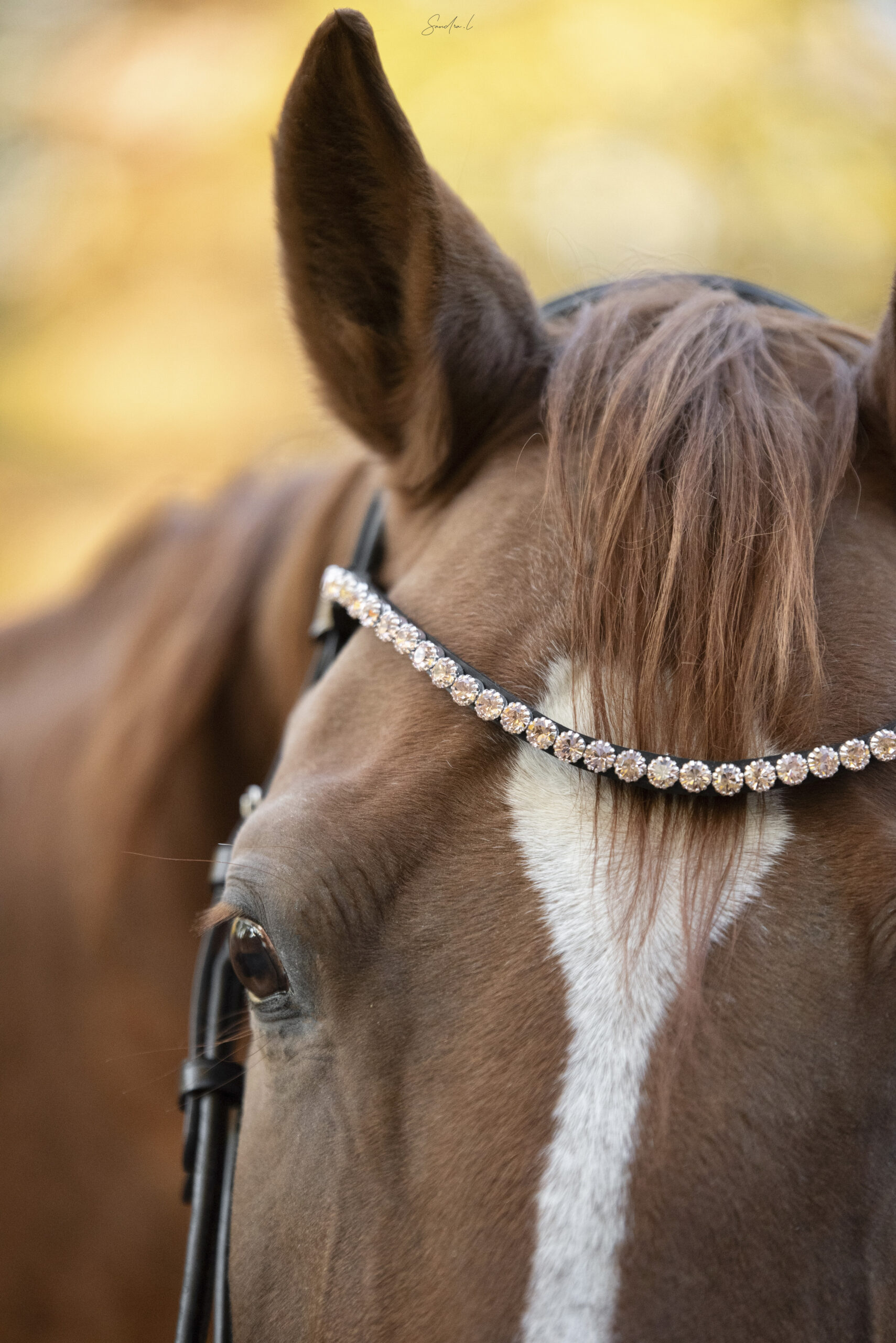 Sartoria – Image 3