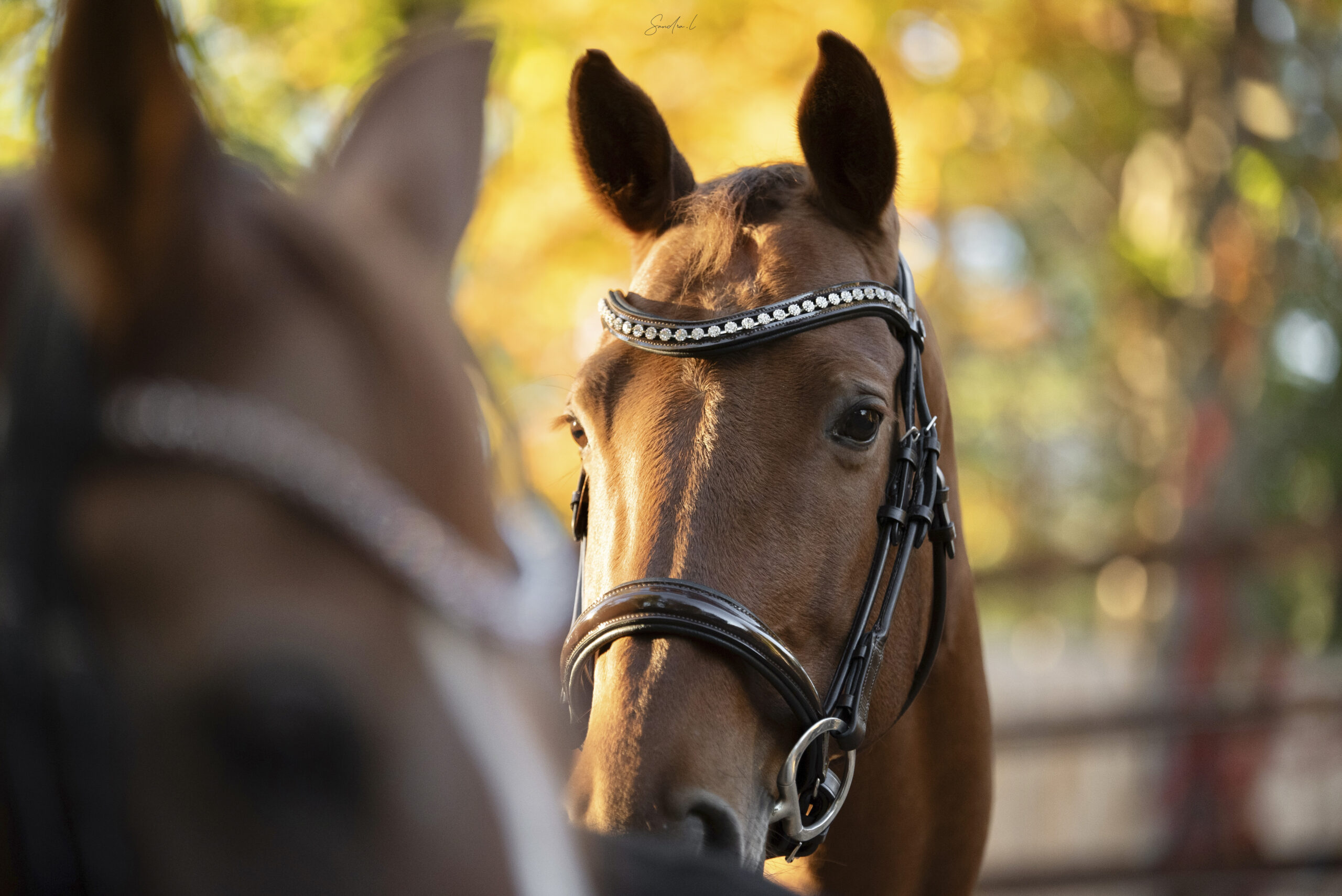 Sartoria – Image 2